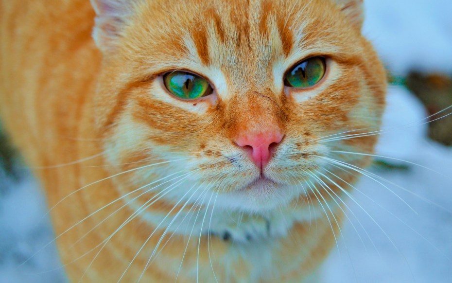 Котиссимо Инстаграм