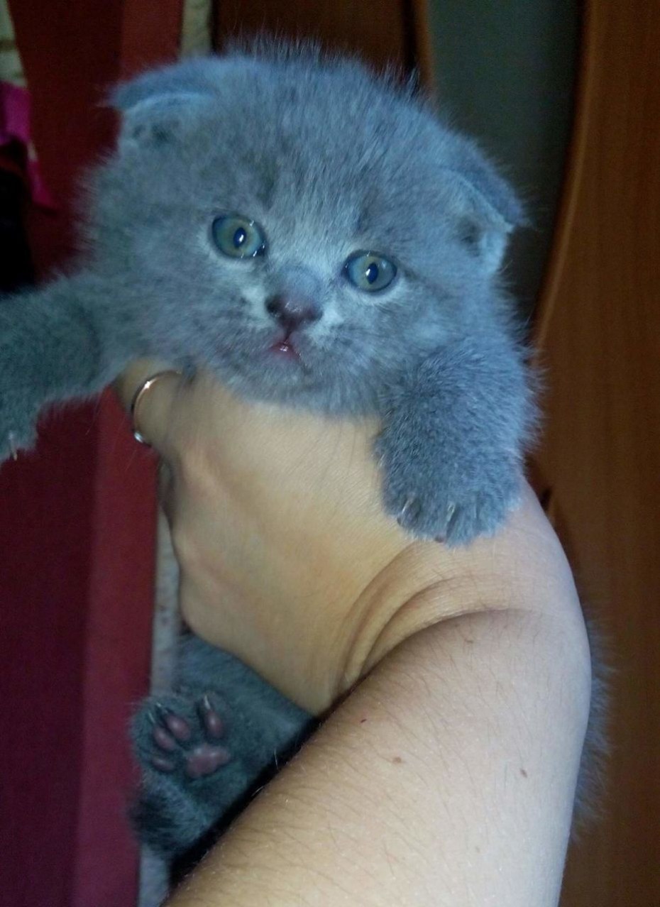 Вислоухие котята