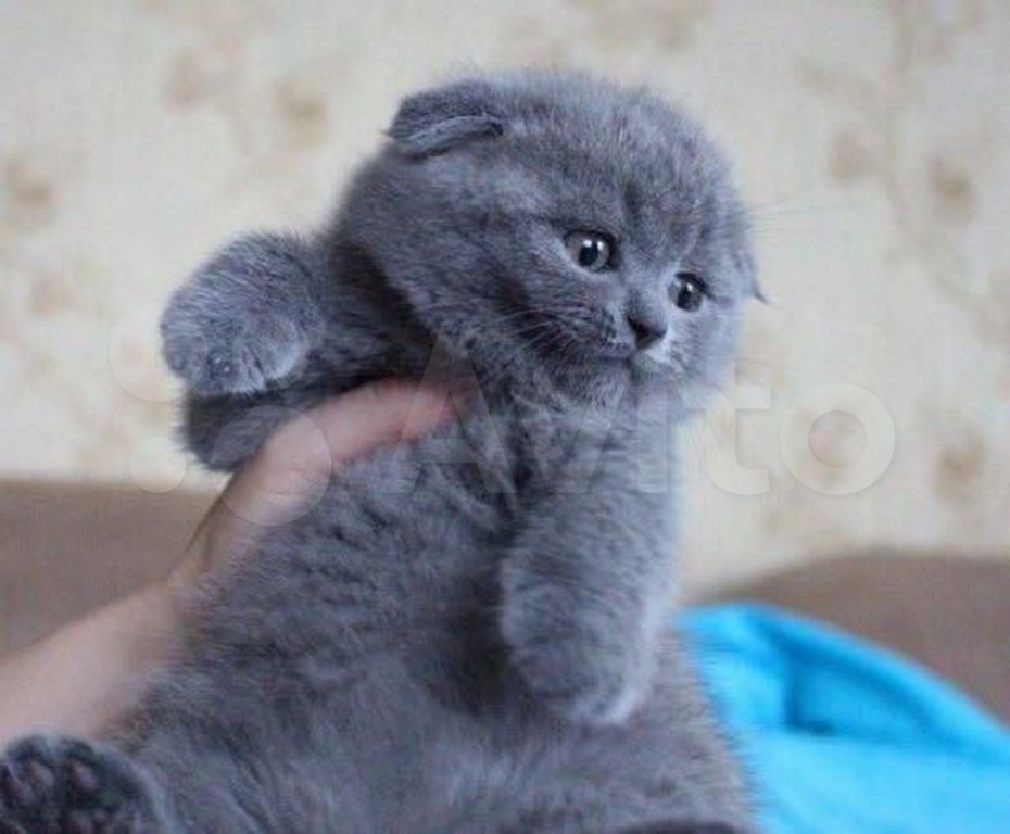 Шотландский вислоухий котенок голубой