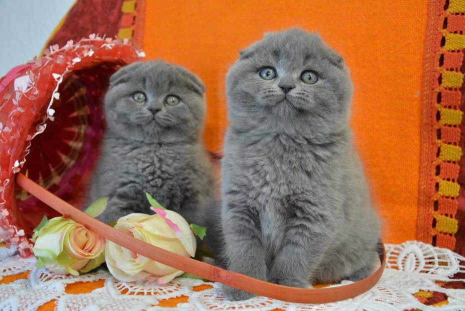 Скоттиш фолд котята