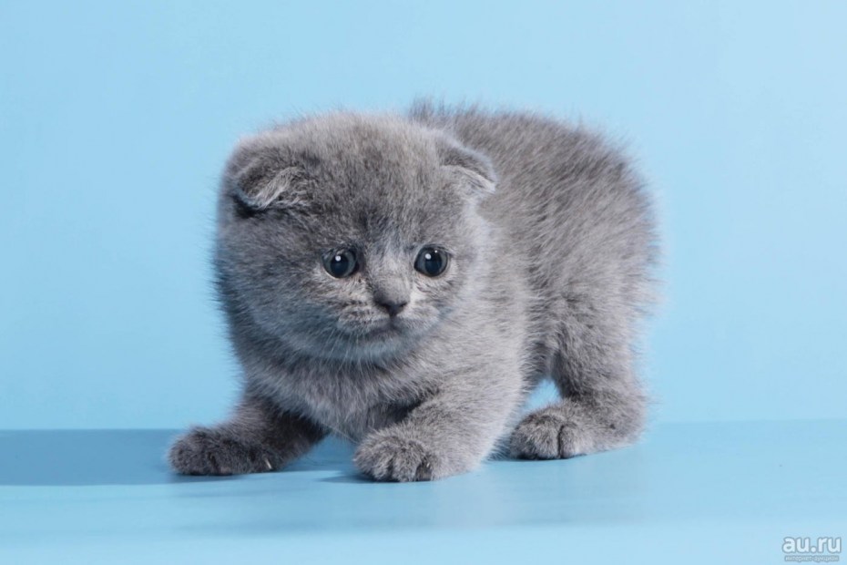 Плюшевый вислоухий котенок