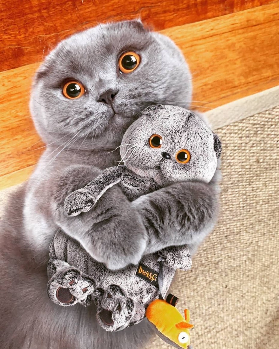 Шотландская вислоухая кошка плюшевая