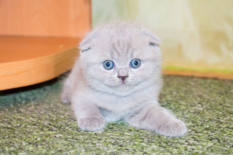 Шотландский вислоухий котенок серый