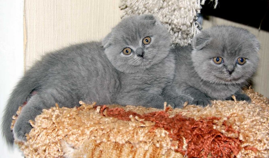 Котята британцы вислоухие плюшевые