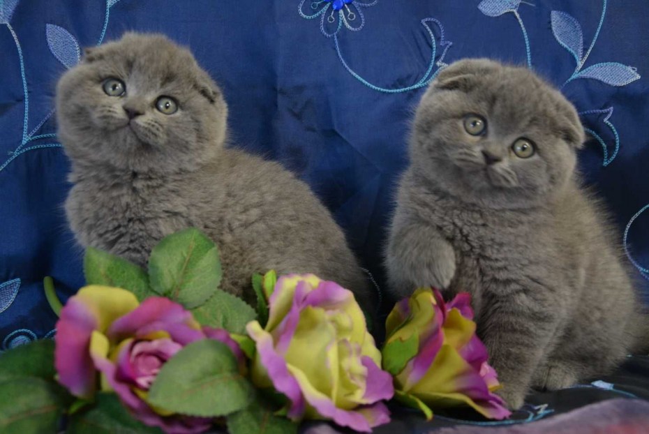 Голубой британец кот вислоухий