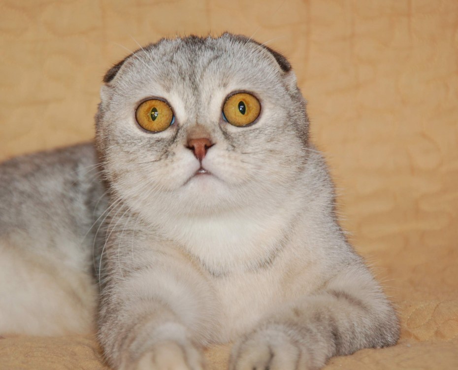 Коты Шотландские вислоухие котята
