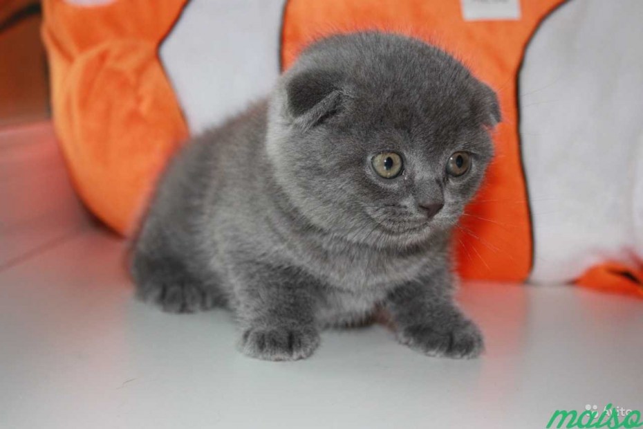 Шотландская вислоухая кошка голубая плюшевая