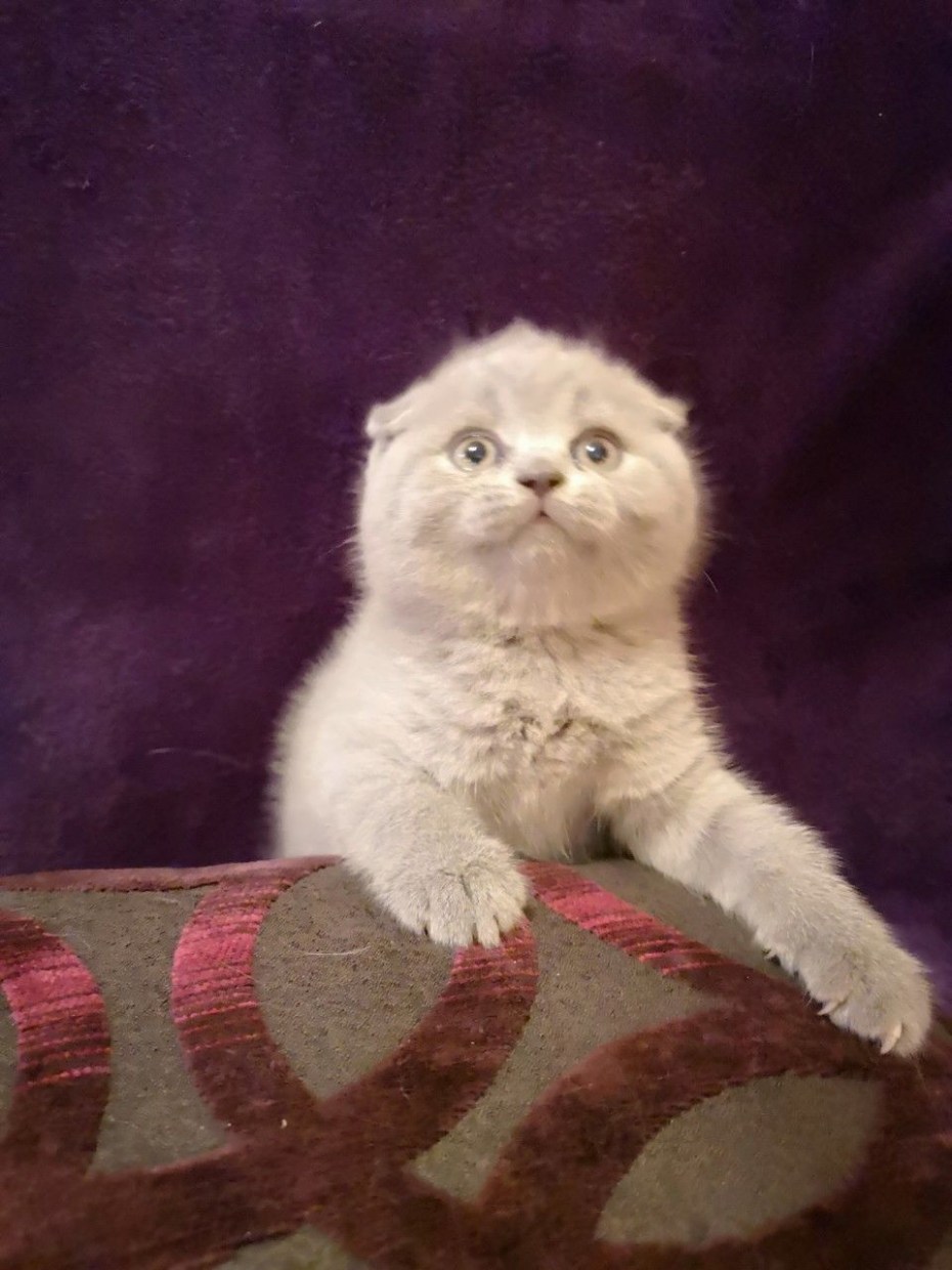 Шотландский вислоухий плюшевый котенок