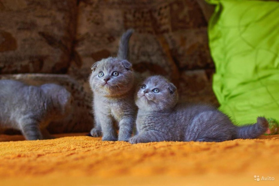 Шотландский кот клубный