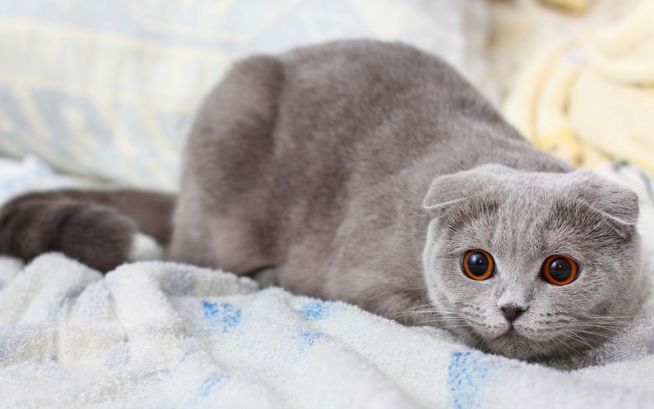 Scottish straight и Scottish Fold
