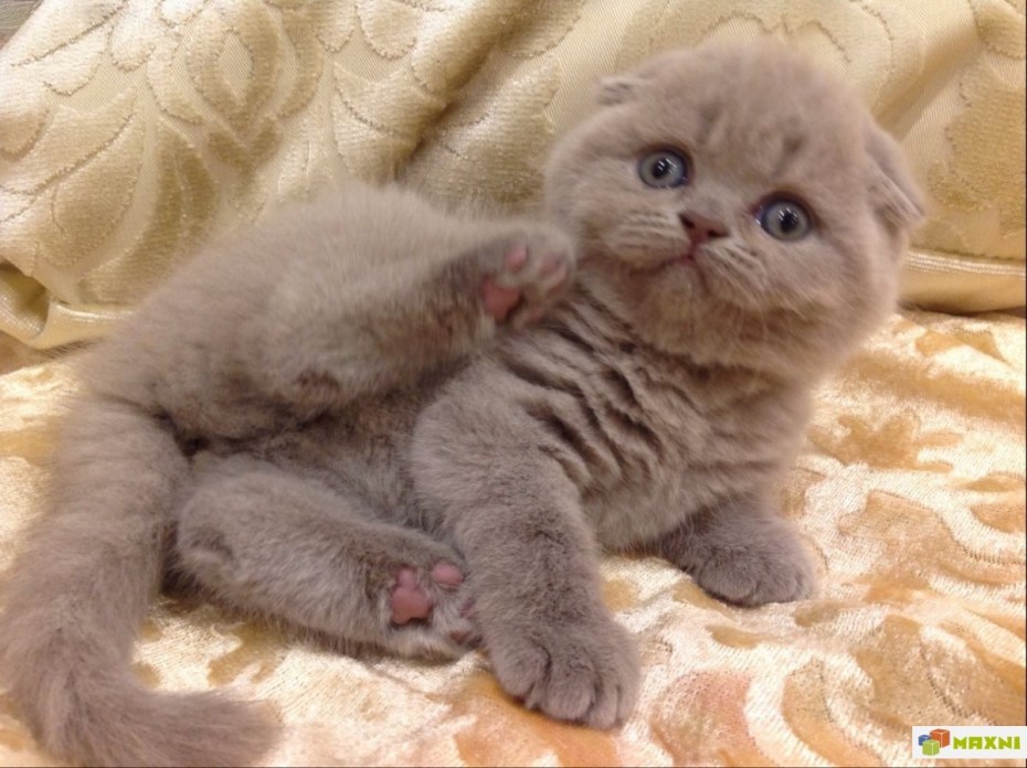 Скоттиш фолд лиловый