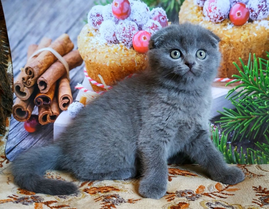 Британские котята вислоухие голубые