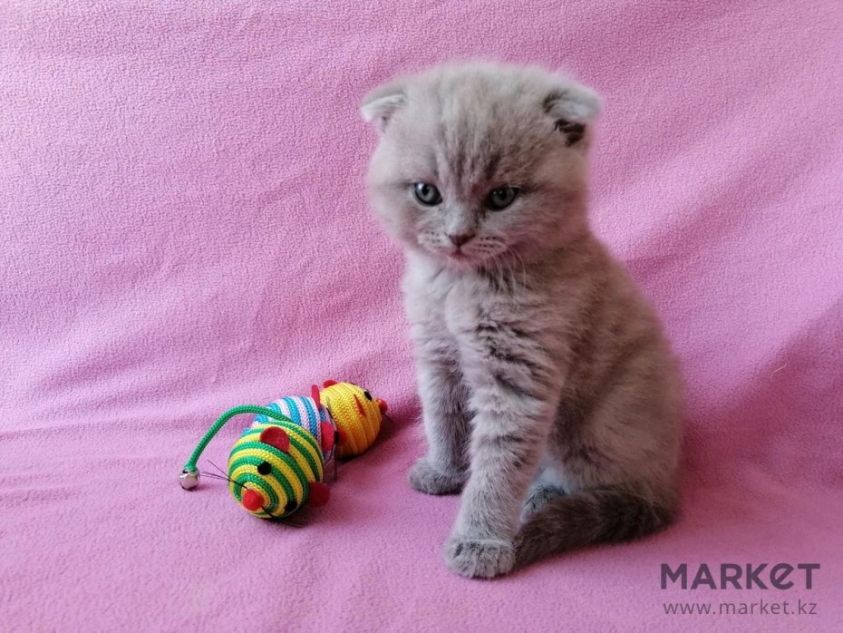 Шотландская вислоухая кошка котята серые