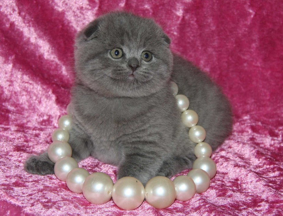 Шотландские вислоухие котята