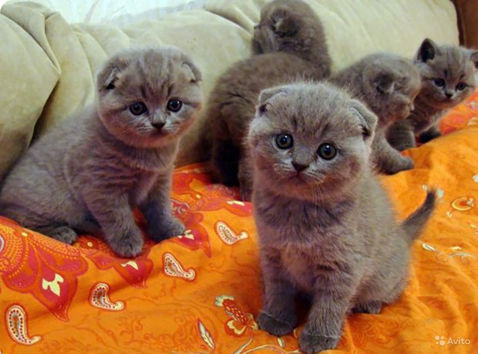 Британская вислоухая кошка