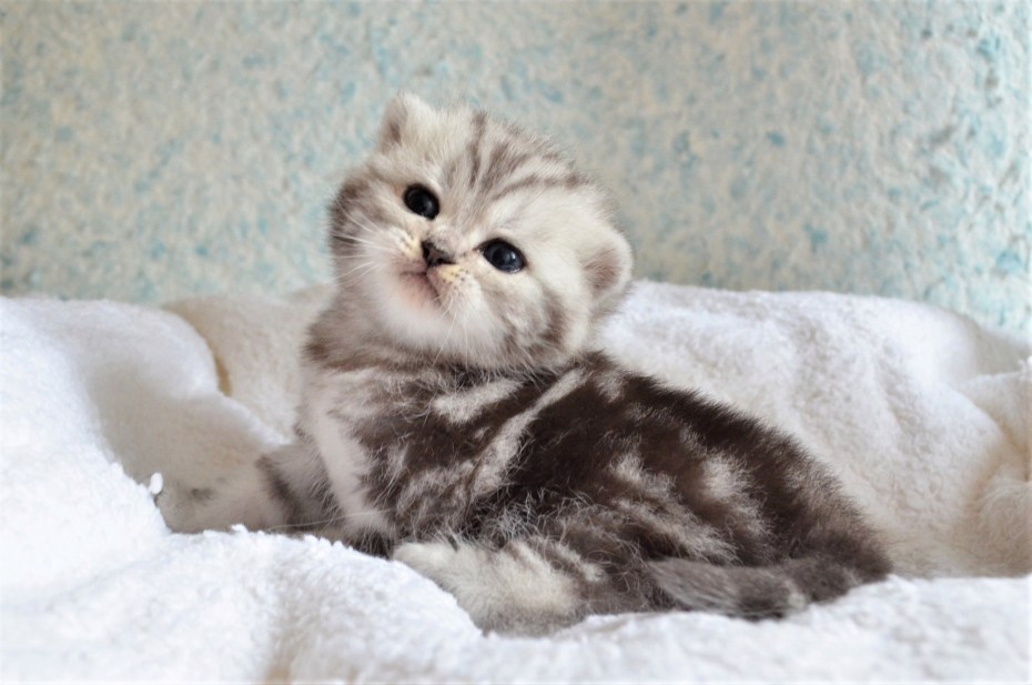 Шотландские коты с человеком