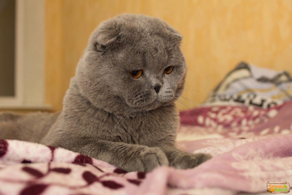 Британские котята скоттиш фолд