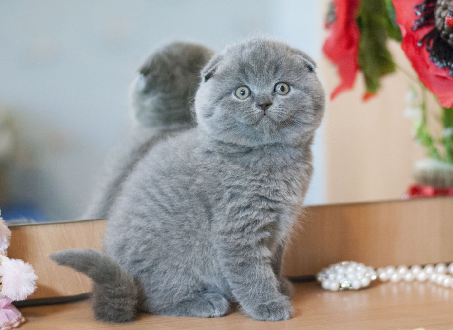 Шотландский вислоухий плюшевый котенок
