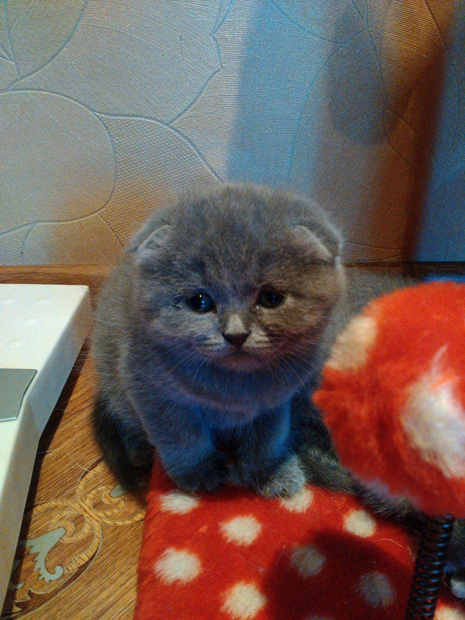 Скоттиш фолд лиловый