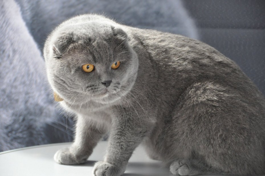 Фолд 3