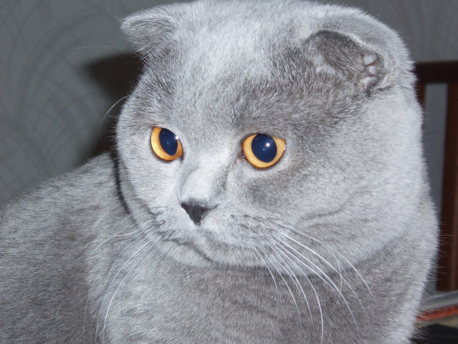 Шотландская вислоухая кошка серая