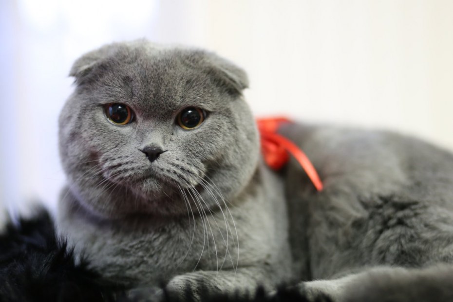 Чистокровные Шотландские котята вислоухие
