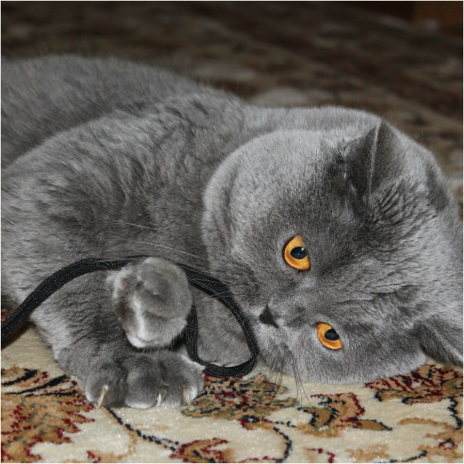 Кот британец вислоухий серый