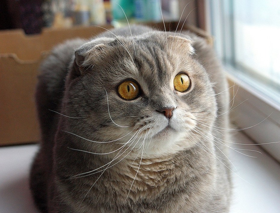 Коты скоттиш фолд