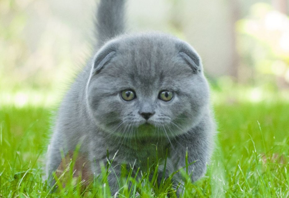 Котики Шотландские вислоухие