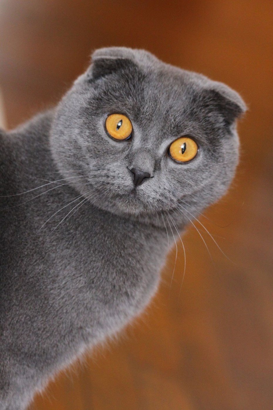 Скоттиш-фолд Шотландская