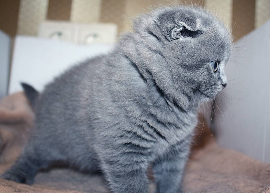 Скоттиш фолд котята серые