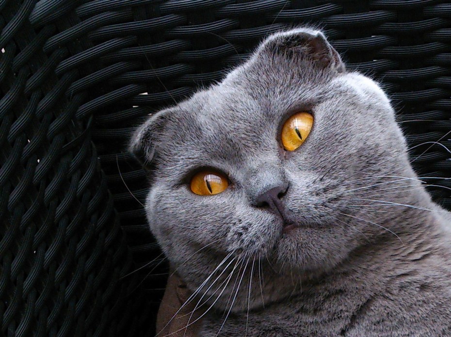 Шотландская вислоухая кошка