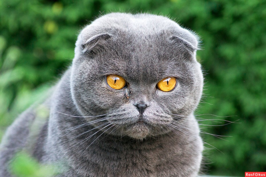 Шотландский вислоухий кот серый