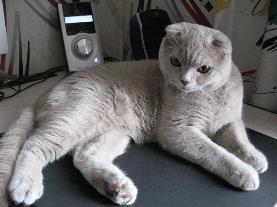 Шотландский вислоухий кот