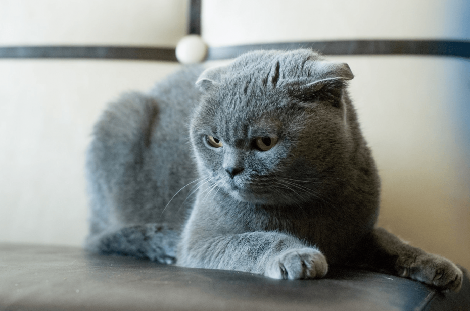 Британская вислоухая кошка серая