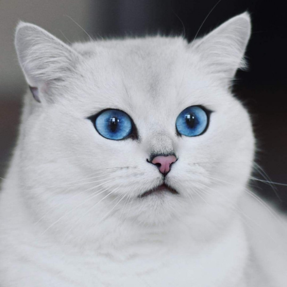 Кошка Рэгдолл голубоглазый