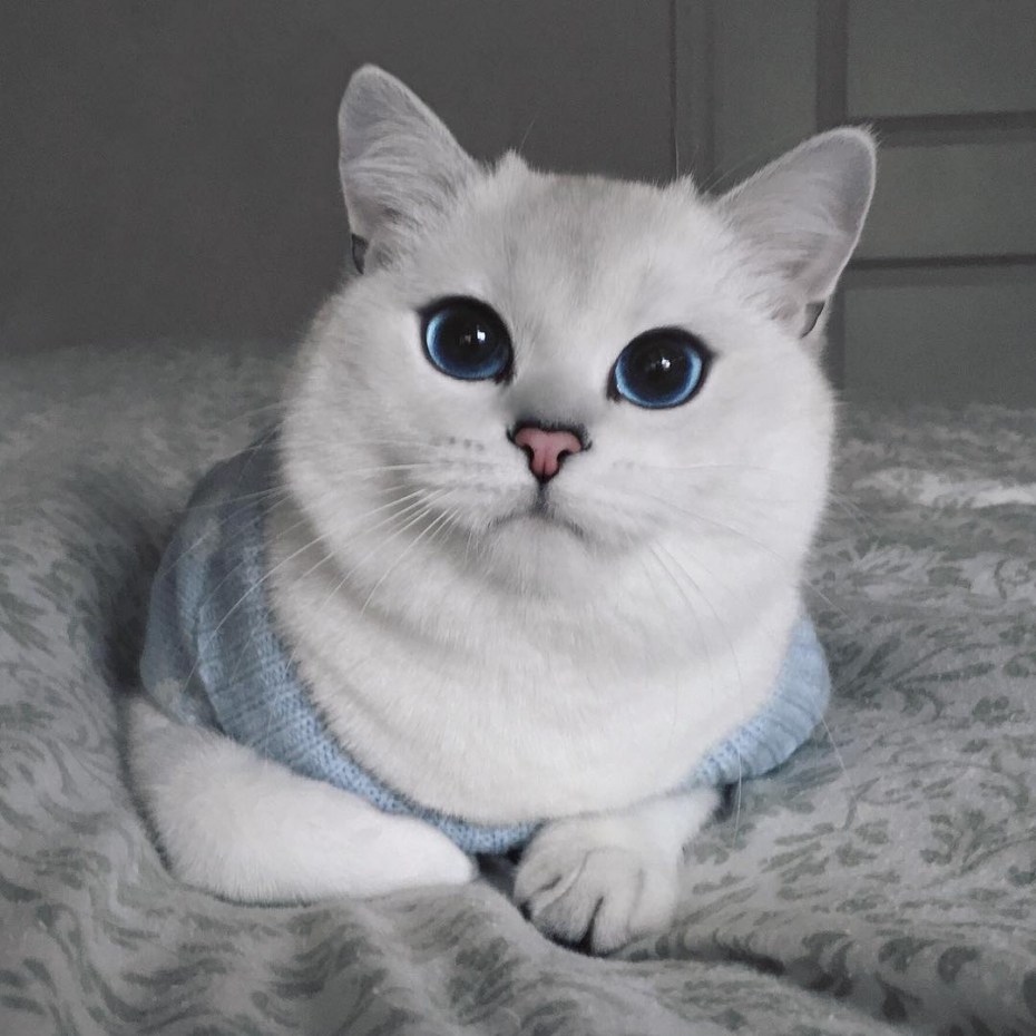 Британская шиншилла Коби