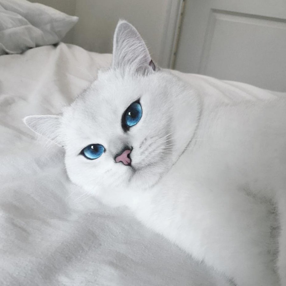 Кошка с голубыми глазами