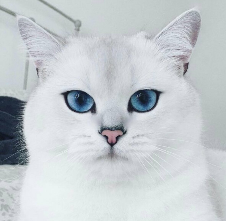 Светлая кошка с голубыми глазами