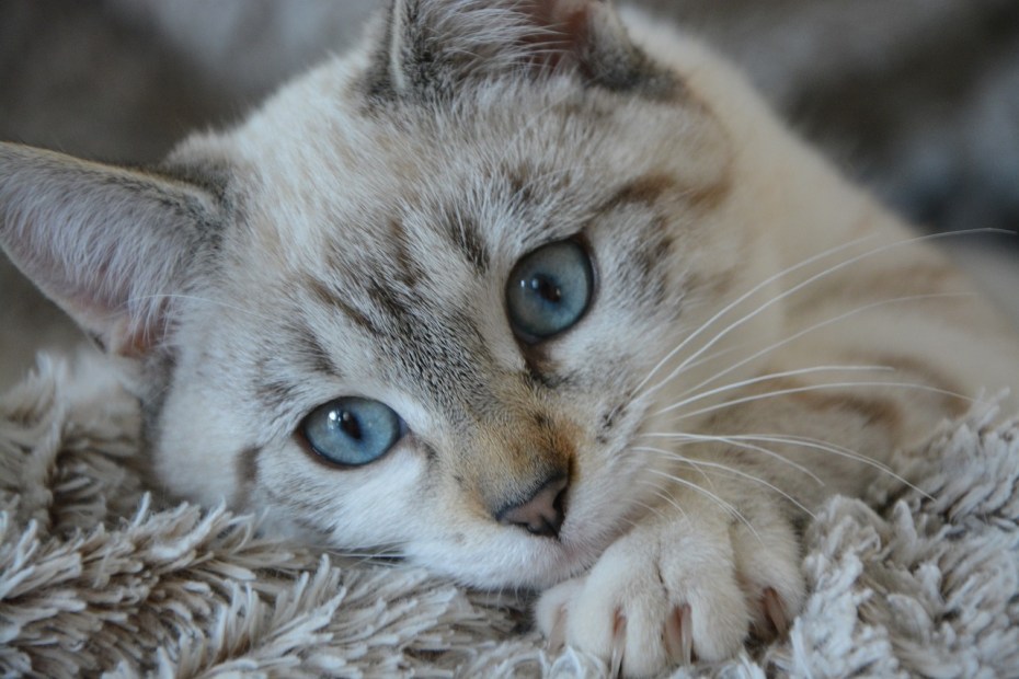 Котик с голубыми глазами