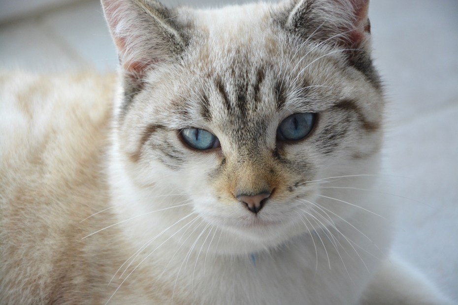 Сиамская кошка Сиамская