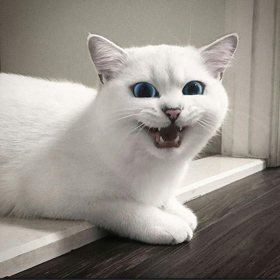 Коты породы Рэгдолл