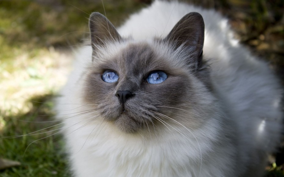 Охос азулес кошка длинношерстная
