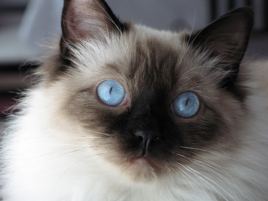 Коты русская голубая