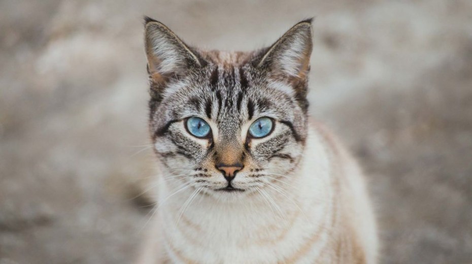 Скоттиш шартрез