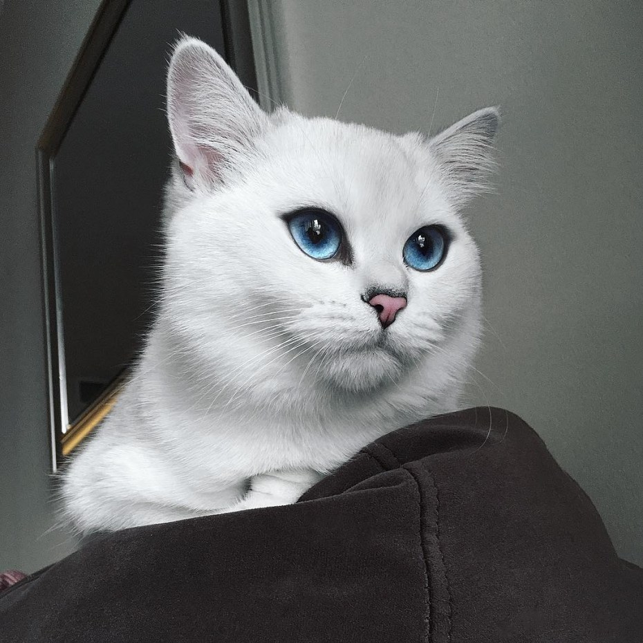 Кошка шартрез серая