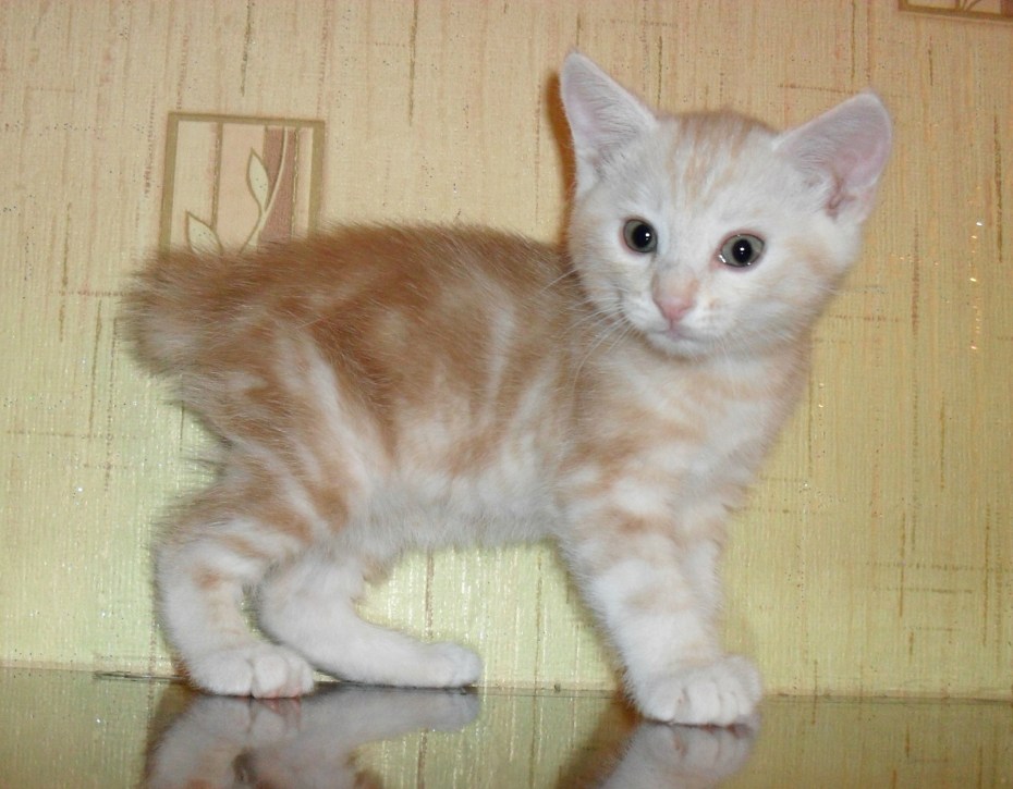 Engelhardt Freya, Курильский бобтейл