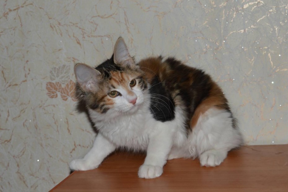 Курильский бобтейл