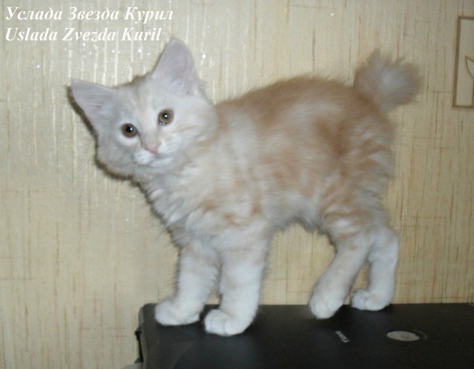 Курильский бобтейл