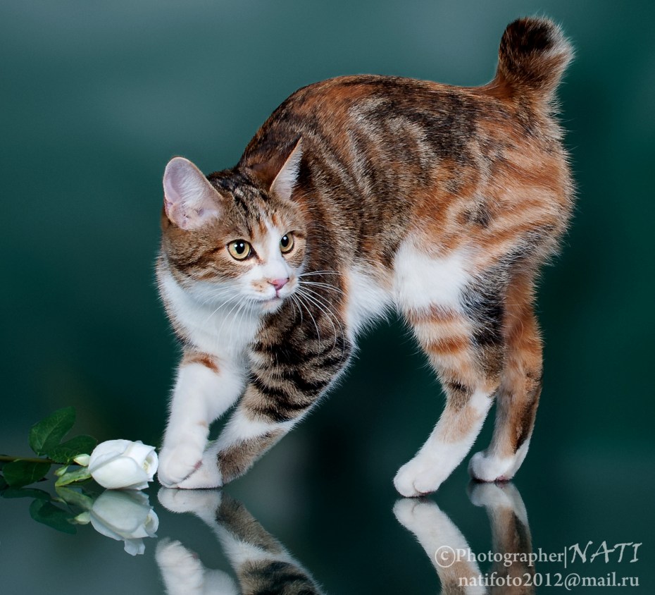 Котенок курильского бобтейла с белым